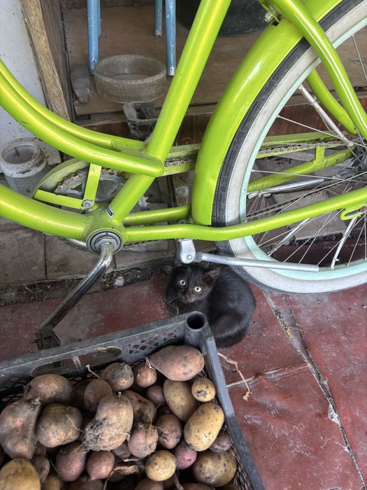 Котики бесплатно в хорошие руки, ласковые
