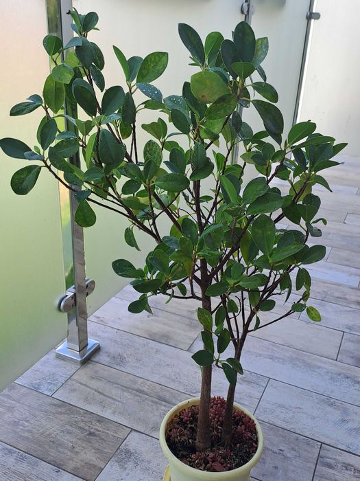 Kwiat Ficus microcarpa Moclame