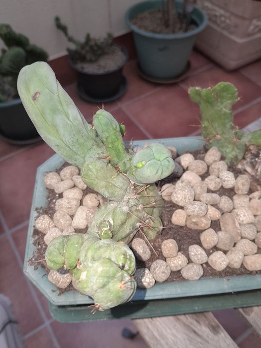 Trichocereus bridgesii monstrose
