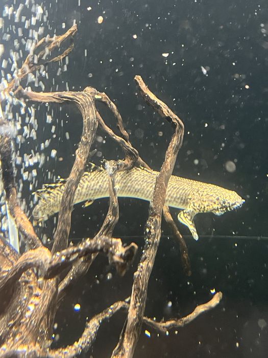 Poly ornatipinnis + 25cm!!!