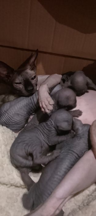 Дівчатка і хлопчики канадського сфінкса