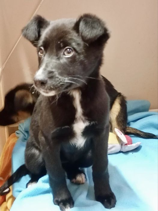 Cães bebés para adoção responsável