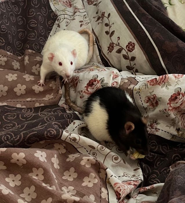 Крысы девочка и мальчик