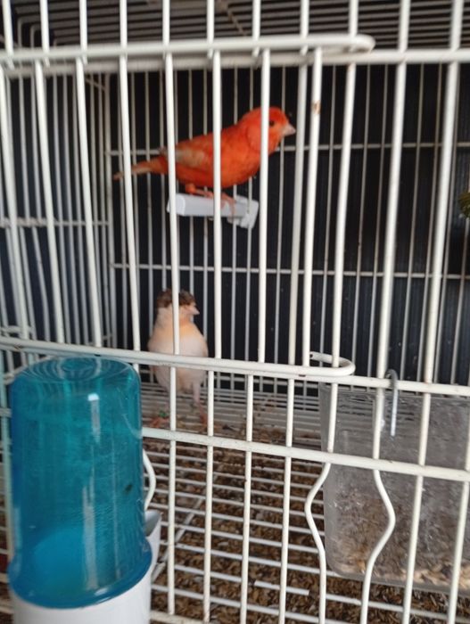 Vendo canários novos