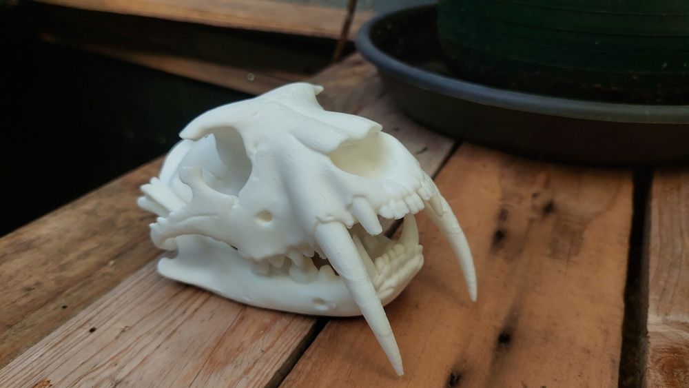 Caveiras decorativas