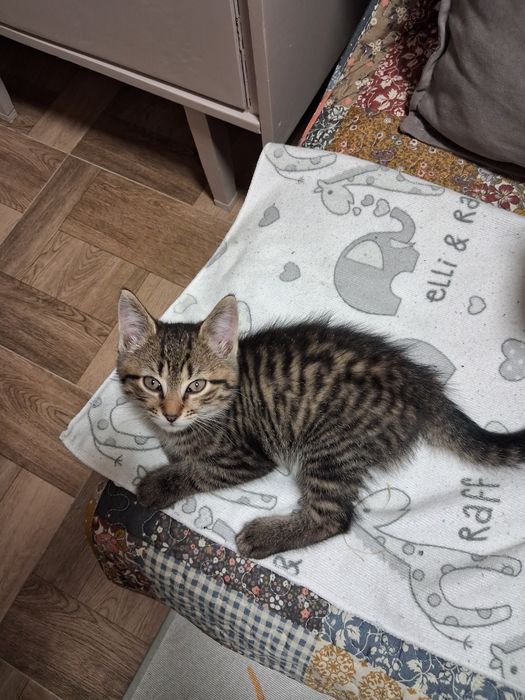 Кошенята шукають добру люблячу родину