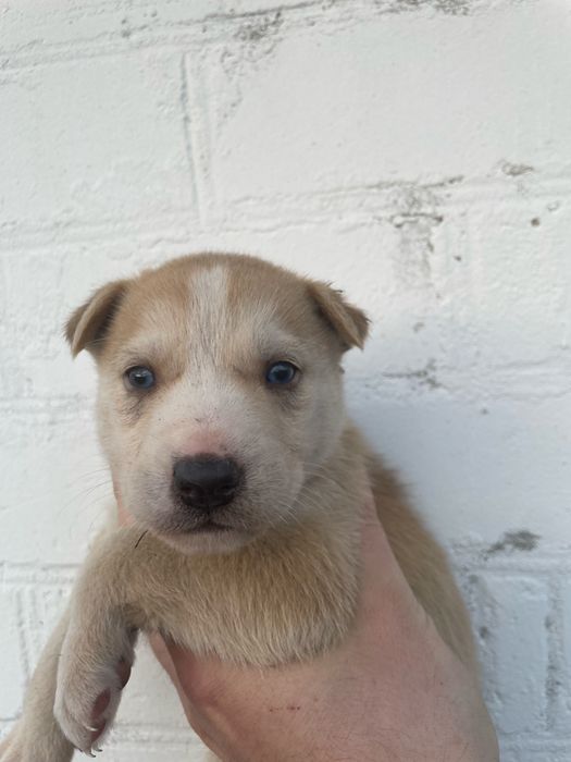 Щенята мама хаскі