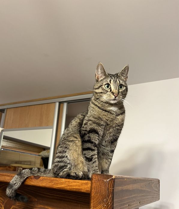 Kociaki szukają domków