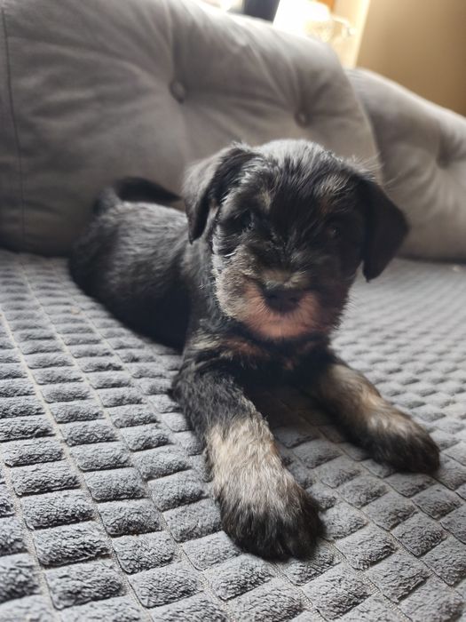 Szczeniak Suczka sznaucer miniaturowy pieprz-sól