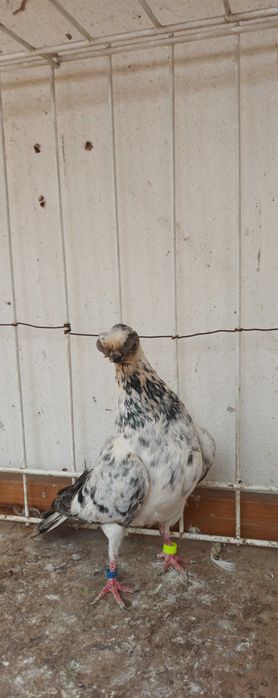 Gołebie ozdobne szek polski staluchy masciuchy