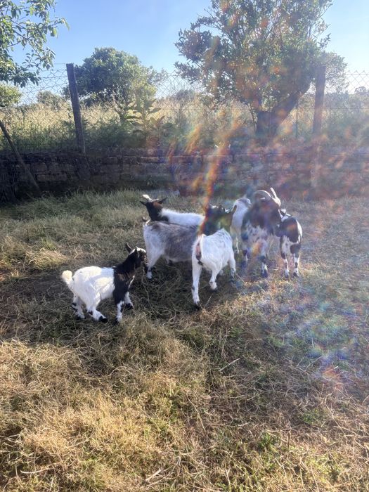 cabras micro anas macho