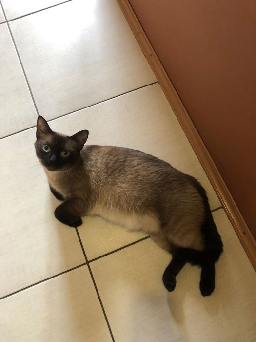 Сиамская кошка не стерилизованная