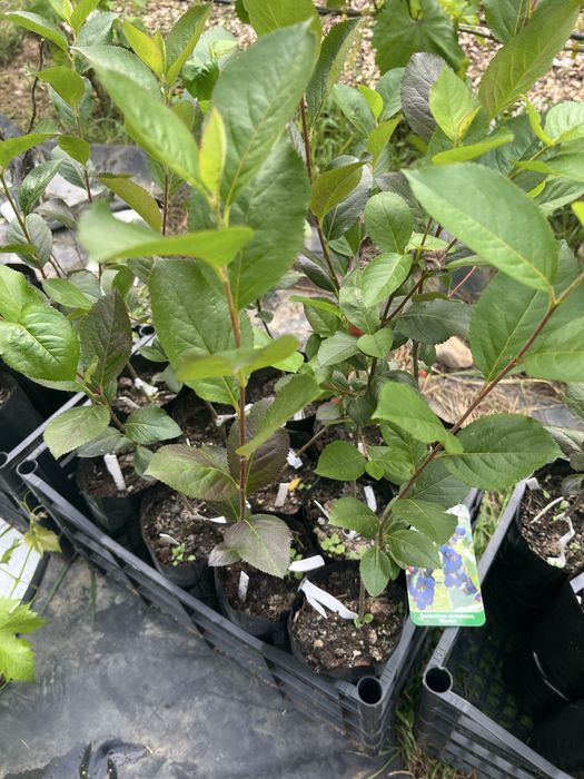 Świdośliwa , pigwowiec, winorośl