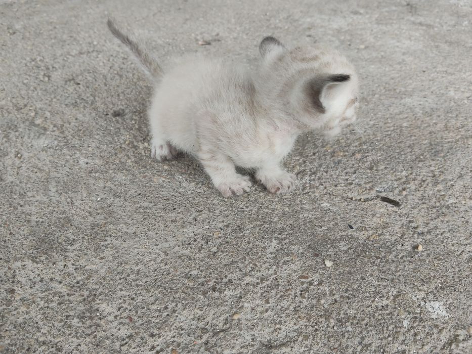Gatinhos bebés para doar