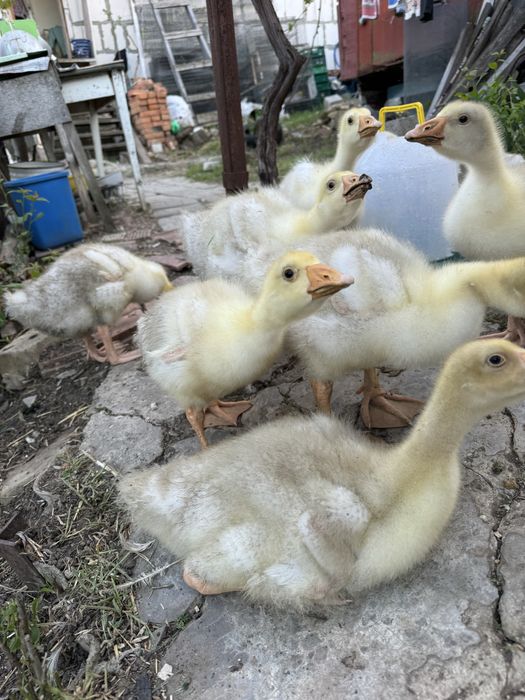 Гусята линда, крупный серый