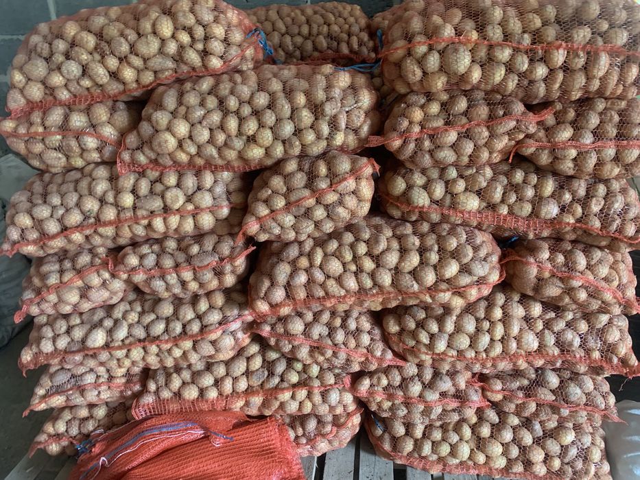 Продам насіння Аризони