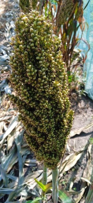 Просо чумиза ...