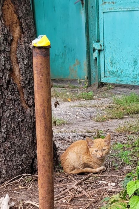 Кошенята риженьке щастя