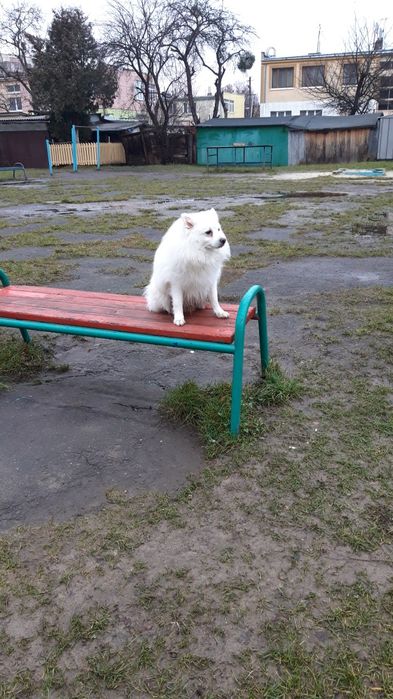 Японскій шпіц