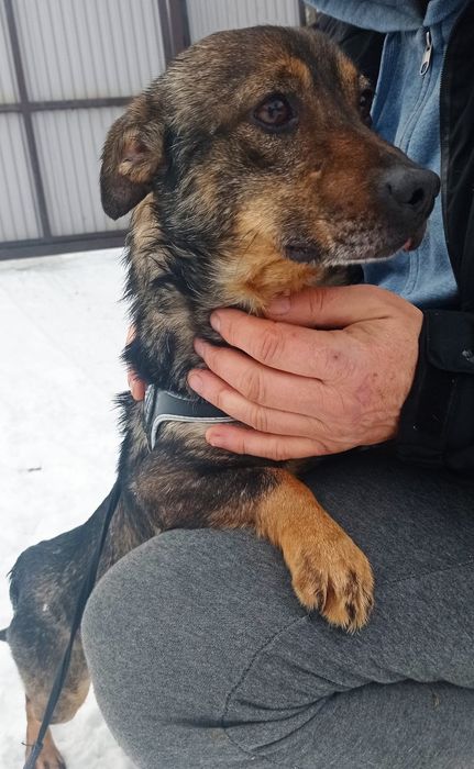 Malutki kochany piesek szuka domku.