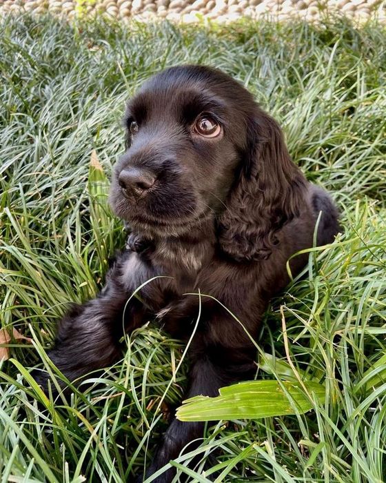 Англійський кокер-спаніель — чорне цуценя з елегантними рисами та спок