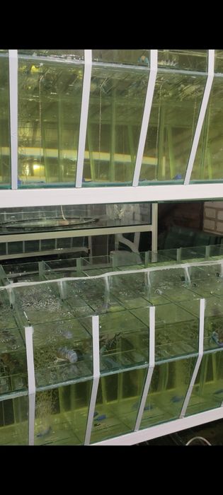 Запис на навчання інкубації креветок Макробрахіум Розенберга та АККР