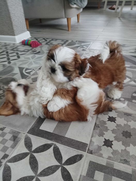 Piękny piesek  z wielopokoleniow rodowodem-zarezerwowane