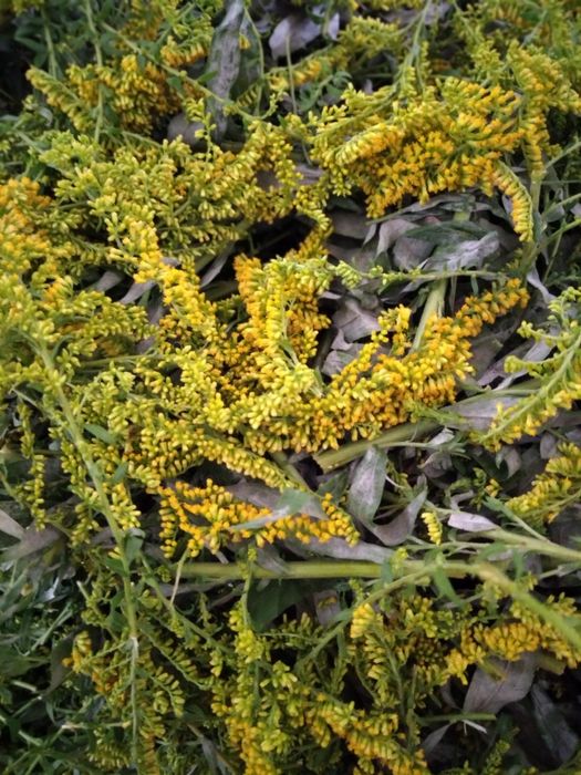 Золота рогоза гвоздика польова список