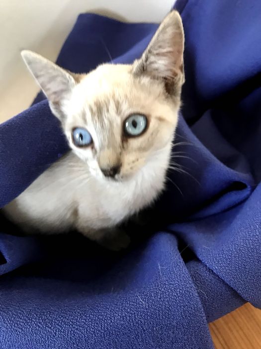 Gatinha de 2 meses, olhos brancos e azuis. para adoção