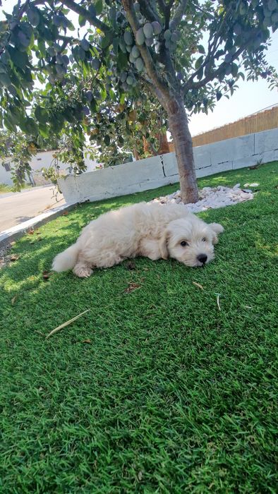 Maltipoo  disponível
