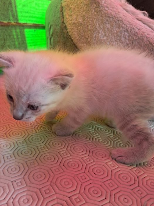 Gatinhos bebé para adoção