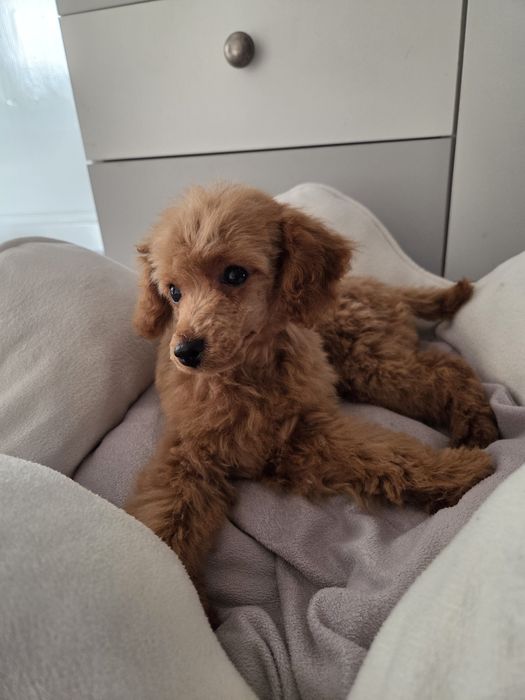 Pudel suczka szczeniak