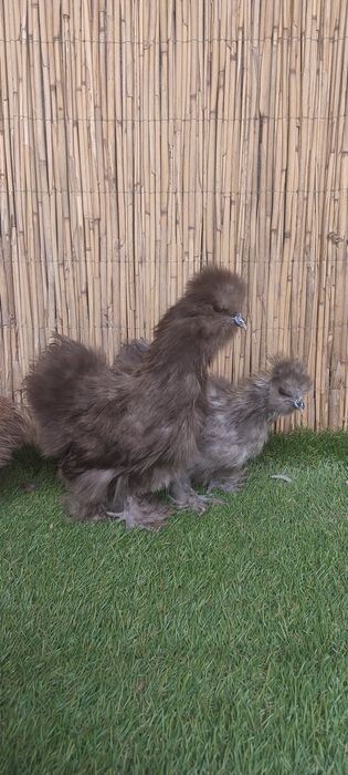 Куры пуховые ,куры