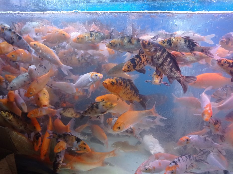 Narybek karpia koi.karasia. złota rybka.oczko wodne