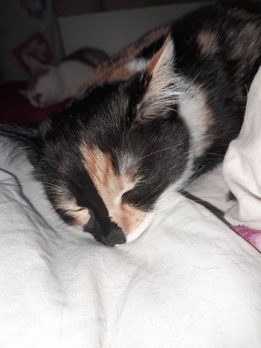 Кошенята шукають люблячу родину