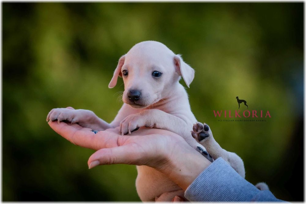 Charcik włoski cudny piesek kremowy * hod. Wilkoria FCI * Charciki *