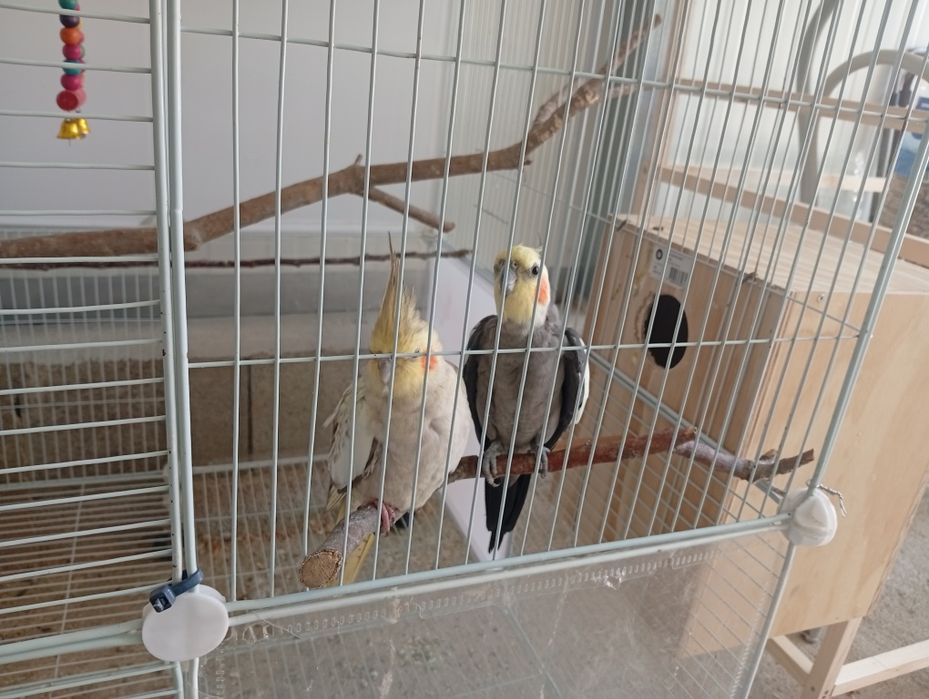Casal de caturras