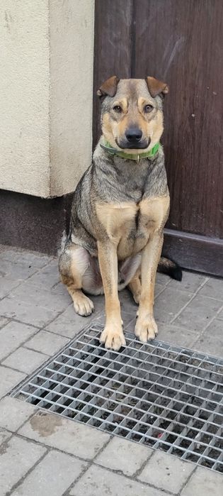 Dżek gotowy do adopcji.