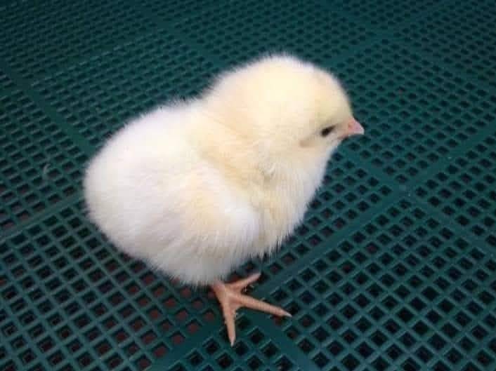 Добові курчата півники Ломан Браун петушки