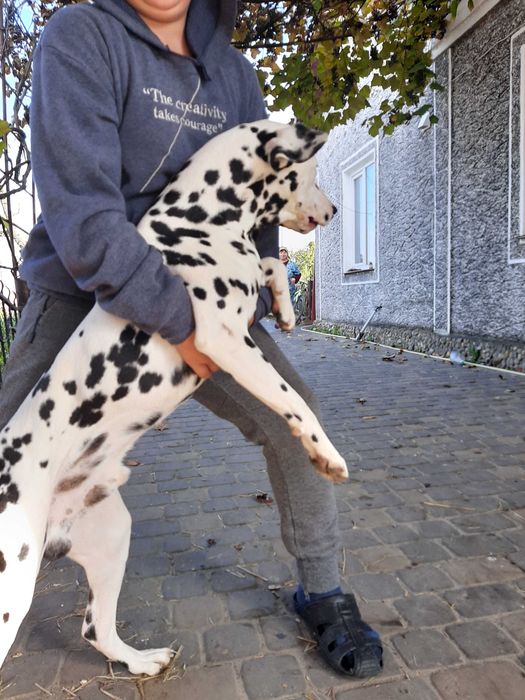 Вязка хлопчика далматина,1.5року