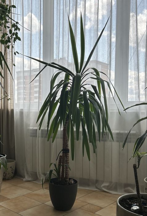 Юка (юкка), пальма