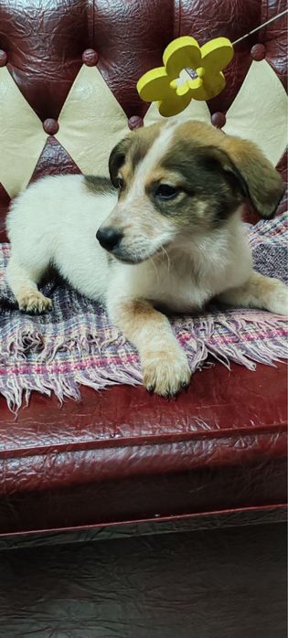 Віддамо в добрі руки