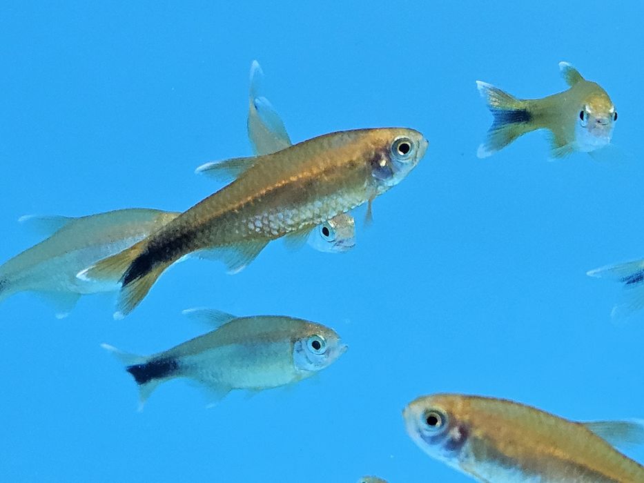 Miedzik już od 4.50/szt