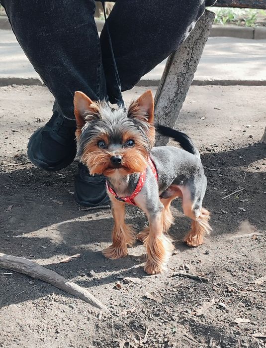 Мини Йорк ищет невесту