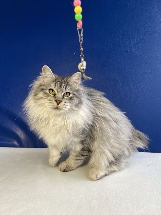 Кицюня курильський бобтейл з родоводом, чіп, три вакцини