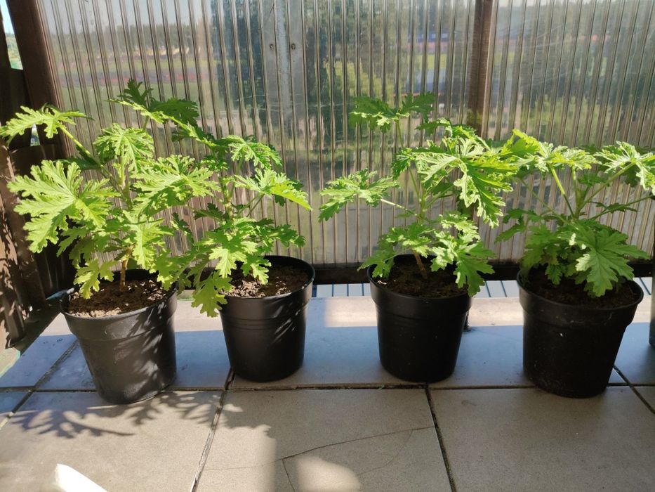 Geranium anginka