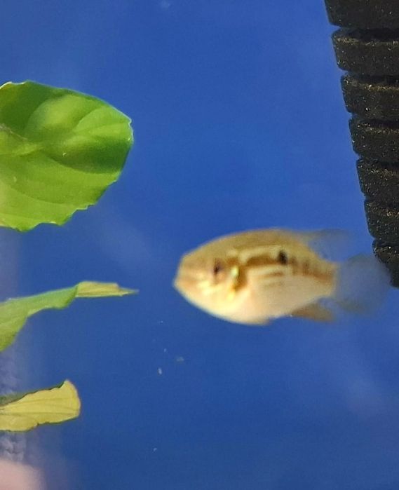 Pielegnica Laetacara  araguaiae  4-5  cm