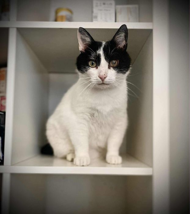 Duży kocurek Bodzio szuka domu!