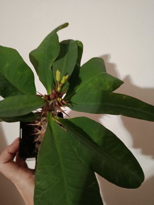 Молочай Міля еуфорбія