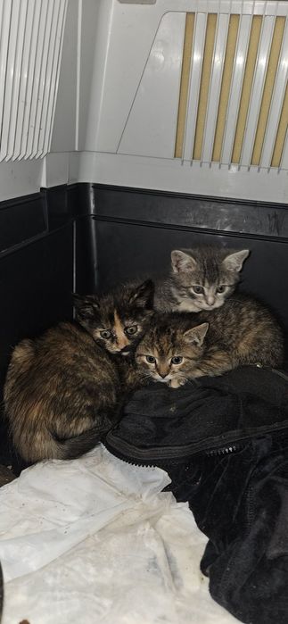Кошеняткв шукають дім